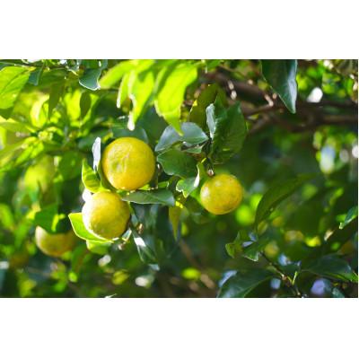 ふるさと納税 喜界町 喜界島単一性の手工芸品麦酒「SlowTime」24本仕かける