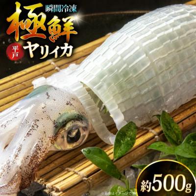 ふるさと納税 平戸市 極鮮ヤリイカ 約500g 海隆丸