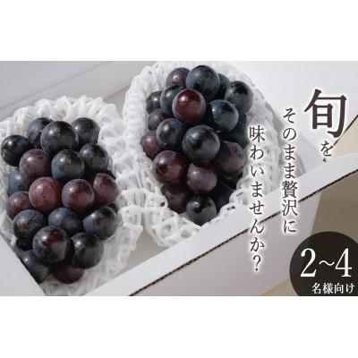 ふるさと納税 甲州市 [先行予約2026年]甲州市産 種無しピオーネ 2房入(約900g)