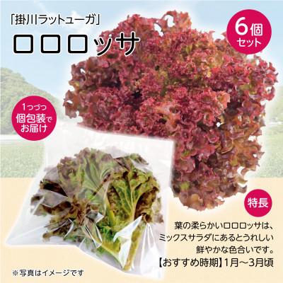 ふるさと納税 掛川市 【1種×6株】山里の湧き水育ちリーフレタス「掛川ラットゥーガ・ロロロッサ」_1