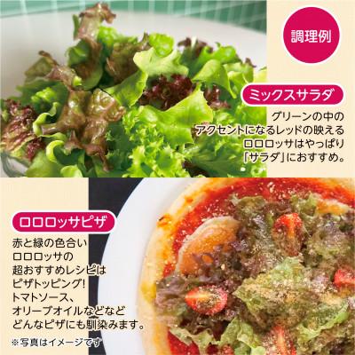ふるさと納税 掛川市 【1種×6株】山里の湧き水育ちリーフレタス「掛川ラットゥーガ・ロロロッサ」_2
