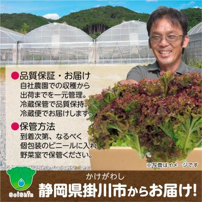 ふるさと納税 掛川市 【1種×6株】山里の湧き水育ちリーフレタス「掛川ラットゥーガ・ロロロッサ」_3