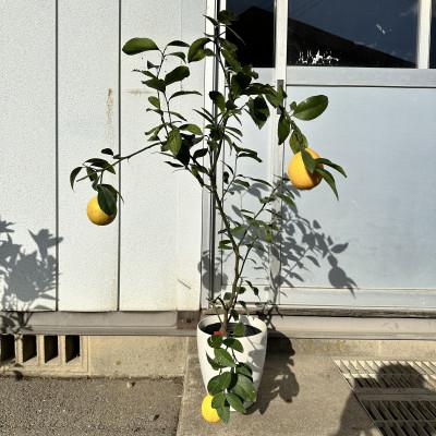 ふるさと納税 鈴鹿市 [2026年5月中旬〜発送]レモンの木 マイヤーレモン7号鉢カバー実付きのいい品種(ガーデニング用)