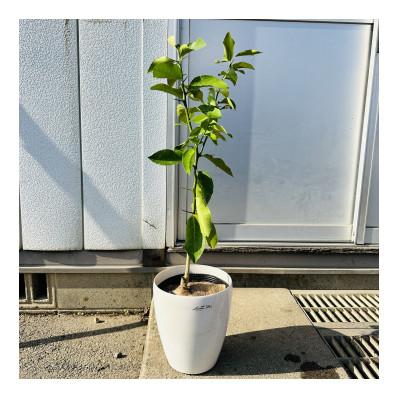 ふるさと納税 鈴鹿市 【2026年5月中旬〜発送】レモンの木 マイヤー