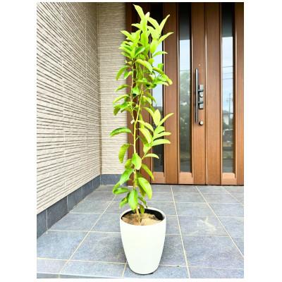 ふるさと納税 鈴鹿市 [2026年5月中旬以降発送]レモンの木 璃の香(りのか) 7号鉢カバー PVP(ガーデニング用)