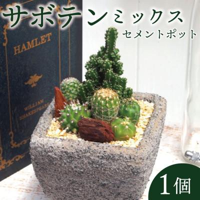 ふるさと納税 久御山町 サボテンミックスセメントポット仕立て1個