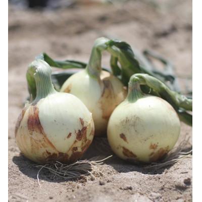 ふるさと納税 西尾市 口に広がる優しい甘さの玉ねぎ 〜真玉〜 5kg(箱の重さ込み)