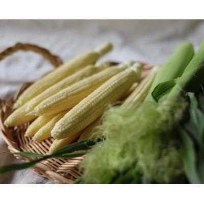 ふるさと納税 西尾市 朝採れ!プレミアム味来のヤングコーン25本