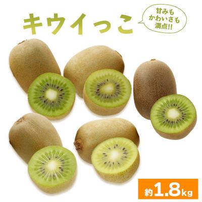 ふるさと納税 丸亀市 キウイフルーツ キウイっこ 約1.8kg 冷蔵 香川県 丸亀市 発送:10月下旬〜