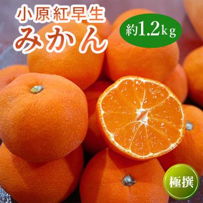 ふるさと納税 丸亀市 小原紅早生みかん 約1.2kg 常温 香川県 丸亀市 フルーツ 発送:2026年11月下旬〜