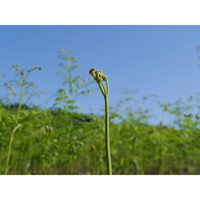 ふるさと納税 小国町 【先行予約・数量限定】採れたて山菜セット 生わらび(1kg×1束)+季節の山菜2〜3品の画像