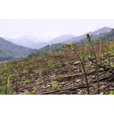 ふるさと納税 小国町 【先行予約・数量限定】採れたて山菜セット 生わらび(1kg×1束)+季節の山菜2〜3品の画像