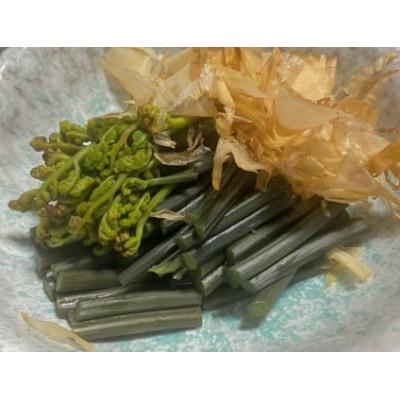 ふるさと納税 小国町 【先行予約・数量限定】採れたて山菜セット 生わらび(1kg×1束)+季節の山菜2〜3品の画像