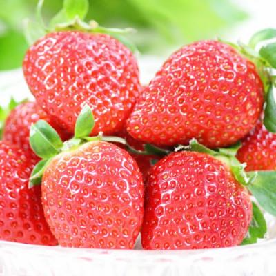 ふるさと納税 平戸市 平戸産いちご『ゆめのか』250g×4P(Lサイズ〜)