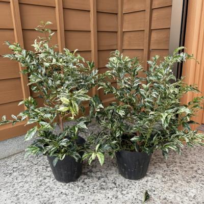 ふるさと納税 鈴鹿市 ヒサカキ 残雪 5号鉢 2本セット