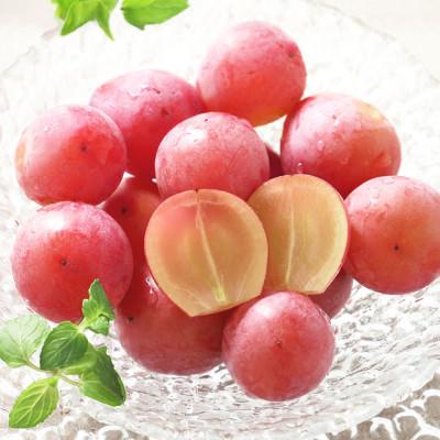 ふるさと納税 倉敷市 岡山県産桃太郎ぶどう1房・クイーンニーナ1房 [2026年8月上旬以降順次発送予定]