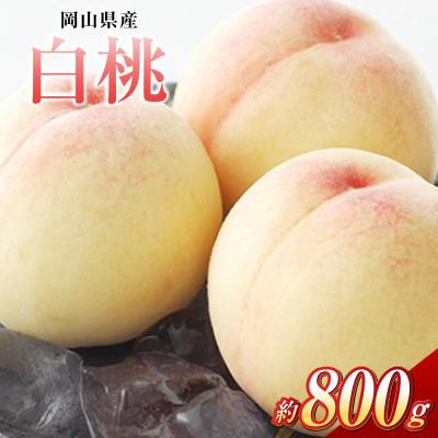 ふるさと納税 倉敷市 白桃 3玉(合計約800g)[2026年7月より順次発送]