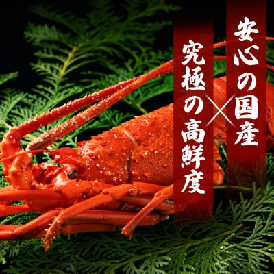 ふるさと納税 勝浦市 千葉県産 釜茹で伊勢海老ハーフカット 1尾 大サイズ 化粧箱入 贈答可