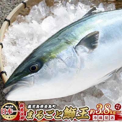 ふるさと納税 長島町 テレビで紹介ぶりの王様! 「鰤王」ラウンド 約3.8kg[JFA]jfa-7115
