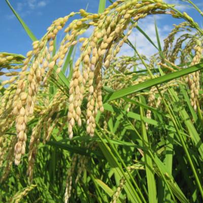 ふるさと納税 輪之内町 【返礼品なし】岐阜県輪之内町ふるさと応援寄附(一口:15,000円)_1