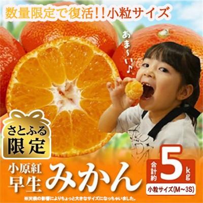 ふるさと納税 高松市 [さとふる限定]ご家庭用小原紅早生みかん(小粒サイズ) 約5kg[2026年11月から順次発送]