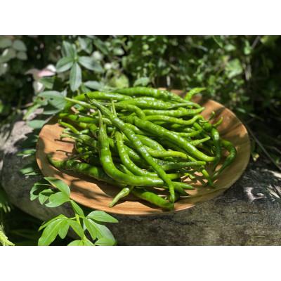 ふるさと納税 中津川市 [数量限定]青唐辛子 あじめコショウ 中津川産 約1.5kg