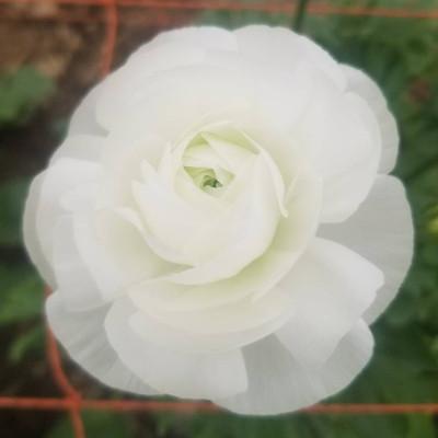 ふるさと納税 東かがわ市 ラナンキュラス「てまり(白系色)」切花50本