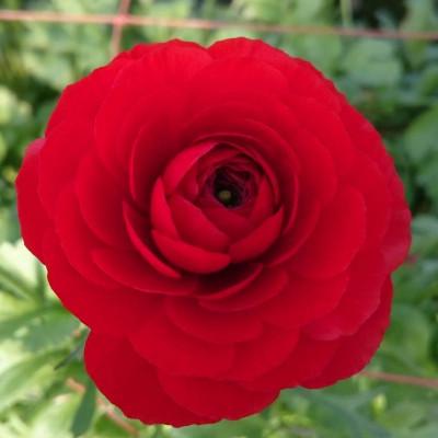 ふるさと納税 東かがわ市 ラナンキュラス「てまり(赤系色)」切花50本