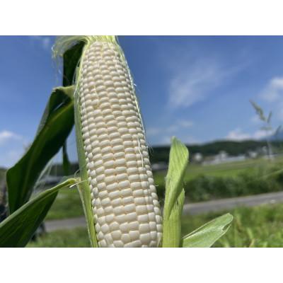 ふるさと納税 中津川市 [数量限定・希少品種]朝採り 純白とうもろこし おおもの白 約4kg ギフトBOX入り