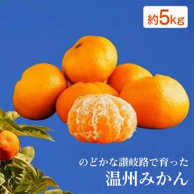 ふるさと納税 丸亀市 [11月中旬以降発送開始]温州みかん 約5kg 丸栄