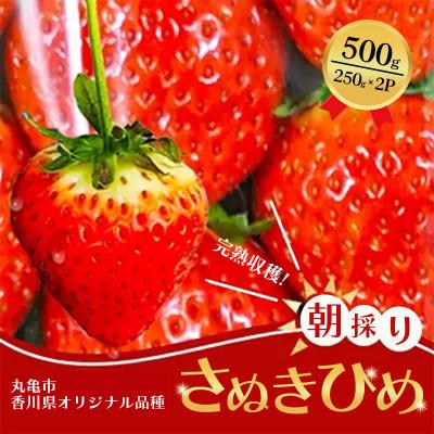 ふるさと納税 丸亀市 [2026年1月中旬〜順次発送]さぬきひめ 250g×2パック 丸栄