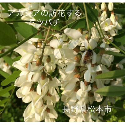 ふるさと納税 長野県 アカシアはちみつ(大)1183g×2本組|subako|長野県産|非加熱|無添加|の画像