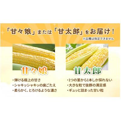 ふるさと納税 浜松市 テルのとうもろこし(「甘々娘」または「甘太郎」) 計3本