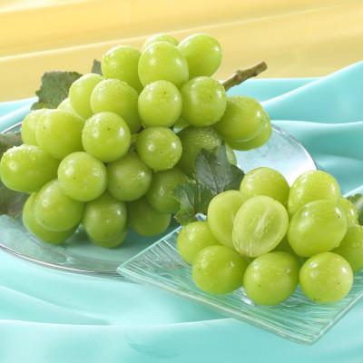 ふるさと納税 津山市 岡山県産 秋のシャインマスカット 1房[冷蔵]2026年発送