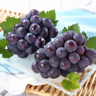 ふるさと納税 津山市 岡山県産 オーロラブラック2房[冷蔵]2026年発送