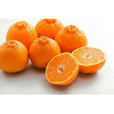 ふるさと納税 湯浅町 主井農園の不知火ご家庭用4.5kg