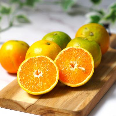 ふるさと納税 太地町 バレンシアオレンジ 7kg[ご家庭用]※2026年6月下旬頃〜7月上旬順順次発送予定[uot712]