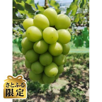 ふるさと納税 津山市 [さとふる限定]先行予約 岡山産 完熟シャインマスカット 2房 1キロ以上