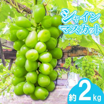 ふるさと納税 丸亀市 [2026年7月下旬より順次発送]朝採りシャインマスカット 約2kg 3房〜4房 香川県 丸亀市