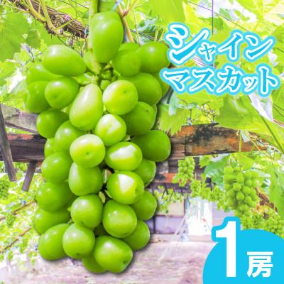 ふるさと納税 丸亀市 [2026年7月下旬より順次発送]朝採りシャインマスカット 1房 約700g 冷蔵 香川県 丸亀市