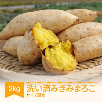 ふるさと納税 村山市 きみまろこ 2kg (洗い)