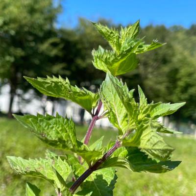 ふるさと納税 中川町 【北海道中川町】WANOWA ハンドクリーム 和薄荷 ハンドクリーム6本セット(30g×6本)の画像