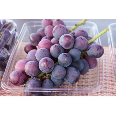 ふるさと納税 水戸市 種なし巨峰 約1kg(2-3房)