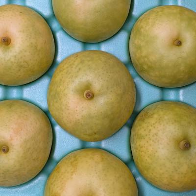 ふるさと納税 飯島町 二十世紀梨贈答品 計3kg (6〜8玉入り)