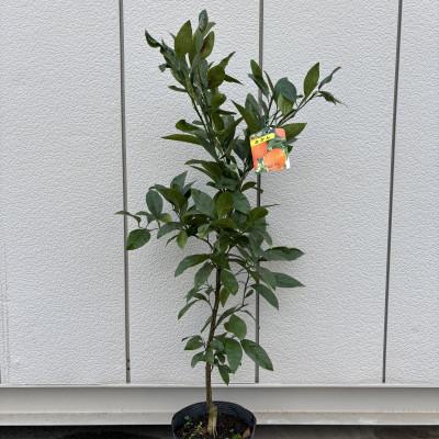 ふるさと納税 鈴鹿市 濃厚な甘み 赤いみかん 「小原紅早生」 7号鉢