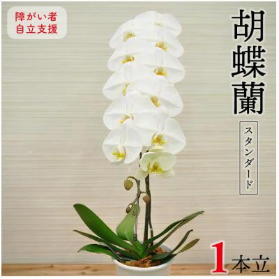 ふるさと納税 富津市 胡蝶蘭(スタンダード)1本立/NPO法人Alon Alon BA-3b