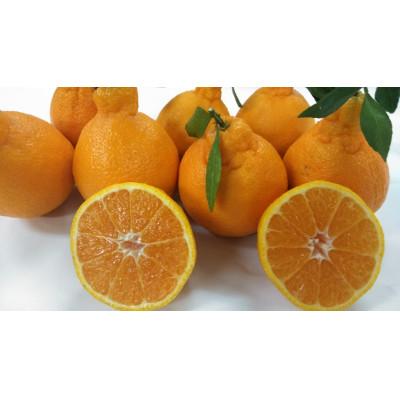 ふるさと納税 熊本市 [2027年2月上旬〜4月中旬発送予定]不知火(デコポンと同品種)[手選別まごころ選果]約2kg