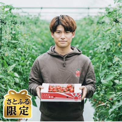 ふるさと納税 宇城市 [さとふる限定]熊本県宇城市不知火町産 アイコミニトマト