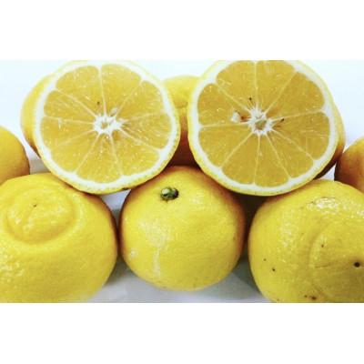 ふるさと納税 熊本市 [2027年2月上旬〜3月下旬発送予定][規格外品]はるか ご家庭用 10kg サイズ不選別 熊本市