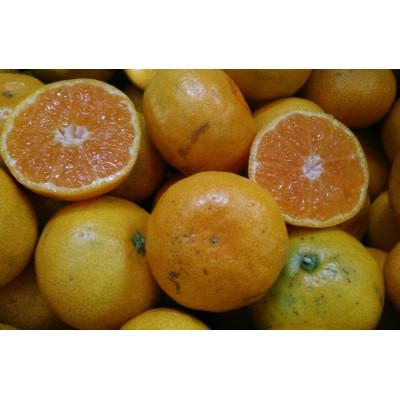 ふるさと納税 熊本市 [2026年10月中旬-2027年2月下旬発送予定]みかん[規格外品]ご家庭用 約6kg(熊本市)